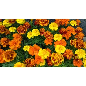 Marigold 'French Dwarf Double Mix'